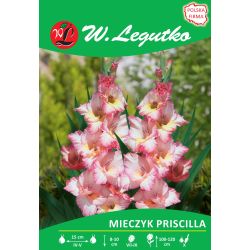 Mieczyk Priscilla różowy z lila obw. 5szt. - Cebule i Kłącza - W. Legutko