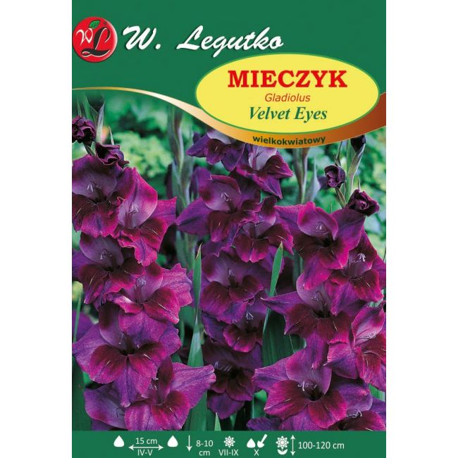 Mieczyk - Velvet Eyes - wielkokwiatowy - fioletowy - 5szt. - Cebule i Kłącza - W. Legutko