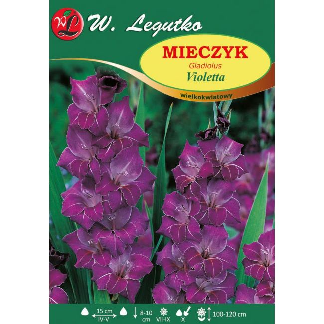 Mieczyk - Violetta - wielkokwiatowy - szafirowy - 5szt. - Cebule i Kłącza - W. Legutko
