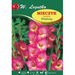 Mieczyk Windsong amarantowo-kremowy 5szt. - Cebule i Kłącza - W. Legutko