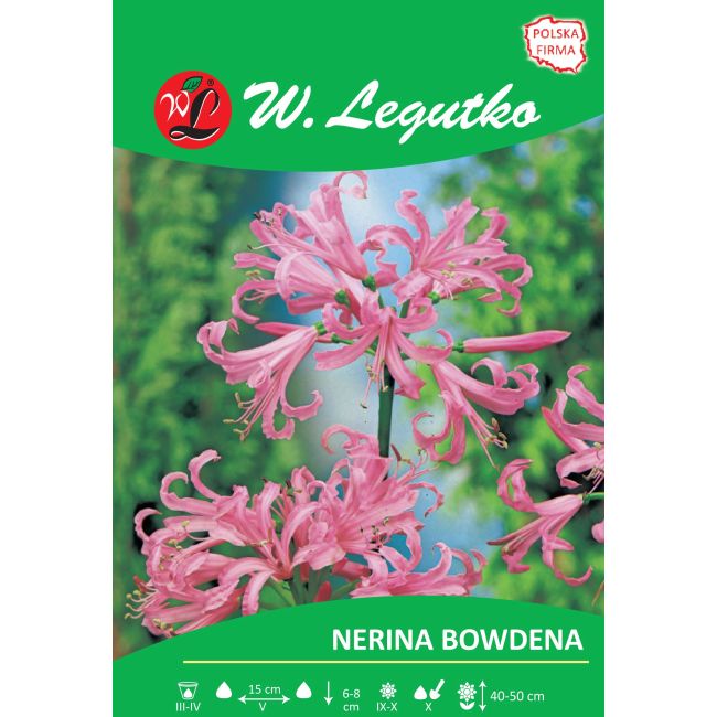 Nerina - Bowdena - różowa - 1szt. - Cebule i Kłącza - W. Legutko