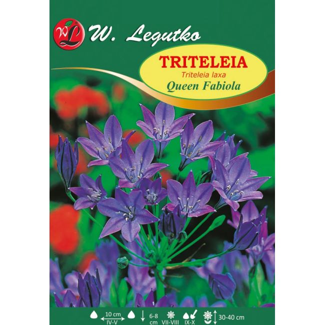 Triteleia - Queen Fabiola - niebieska - 10szt. - Cebule i Kłącza - W. Legutko