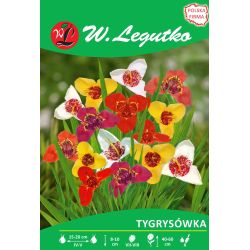 Tygrysówka mieszanka 7szt. - Cebule i Kłącza - W. Legutko