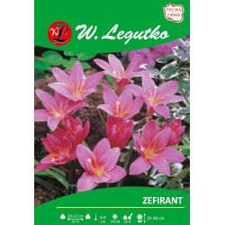 Zefirant różowy 7szt. - Cebule i Kłącza - W. Legutko Zefirant różowy 7szt. - Cebule i Kłącza - W. Legutko