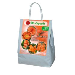Kompozycja pomarańczowa - 25szt. - Cebule i Kłącza - W. Legutko Kompozycja pomarańczowa - 25szt. - Cebule i Kłącza - W. Legutko