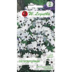 Osteospermum białe z fioletowym okiem 0.50g - Nasiona - W. Legutko
