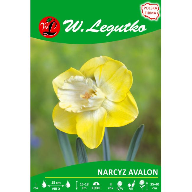 Narcyz - wielkoprzykoronkowy - Avalon - żółty - Cebule i Kłącza - W. Legutko