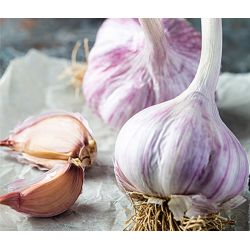 Czosnek zimowy Germidour 250g - Cebule i Kłącza - W. Legutko