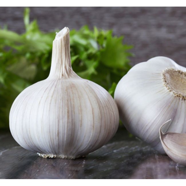 Czosnek zimowy - Messidrome - 250g - Cebule i Kłącza - W. Legutko Czosnek zimowy - Messidrome - 250g - Cebule i Kłącza - W. Legutko