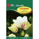 Tulipan - Candy Club - wielokwiatowy - kremowy - Cebule i Kłącza - W. Legutko