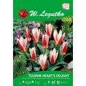Tulipan - Heart's Delight - Kaufmanna - biało-różowy - Cebule i Kłącza - W. Legutko