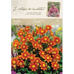 Dalia Facet pomarańczowa 1szt. - Kolekcja W.Legutko - Cebule i Kłącza - W. Legutko Dalia Facet pomarańczowa 1szt. - Kolekcja W.Legutko - Cebule i Kłącza - W. Legutko