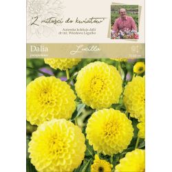 Dalia Lucilla żółta 1szt. - Kolekcja W.Legutko - Cebule i Kłącza - W. Legutko Dalia Lucilla żółta 1szt. - Kolekcja W.Legutko - Cebule i Kłącza - W. Legutko