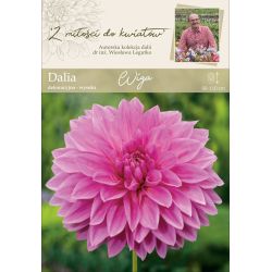 Dalia Wiga amarantowa 1szt. - Kolekcja W.Legutko - Cebule i Kłącza - W. Legutko