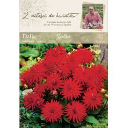 Dalia Salsa czerwona 1szt. - Kolekcja W.Legutko - Cebule i Kłącza - W. Legutko Dalia Salsa czerwona 1szt. - Kolekcja W.Legutko - Cebule i Kłącza - W. Legutko