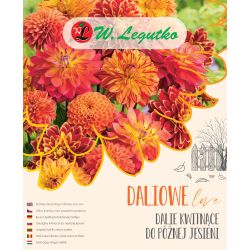 Dalie kwitnące do późnej jesieni - Kompozycja dalii z grupy dekoracyjna - rabatowa oraz kaktusowa rabatowa