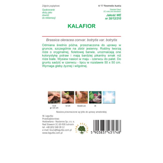 Kalafior - Di Sicilia violetto - Nasiona - W. Legutko