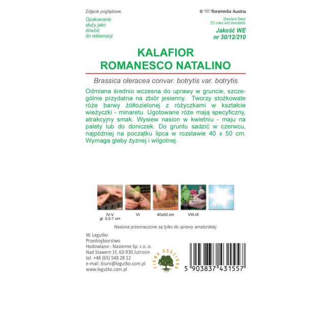 Kalafior - Romanesco natalino - Nasiona - W. Legutko