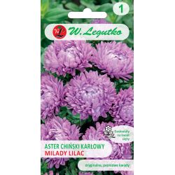 Aster chiński karłowy liliowy 1g - Nasiona - W. Legutko