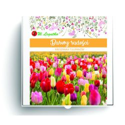 Barwy radości - kompozycja cebul kwiatowych