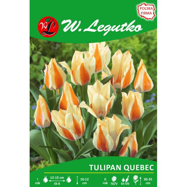 Tulipan Greiga - Quebec - czerwono-żółty - Cebule i Kłącza - W. Legutko