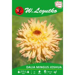 Dalia Mingus Joshua łososiowo-żółta 1szt. - Cebule i Kłącza - W. Legutko