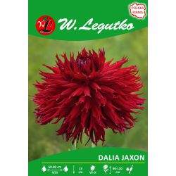 Dalia Jaxon czerwona 1szt. - Cebule i Kłącza - W. Legutko
