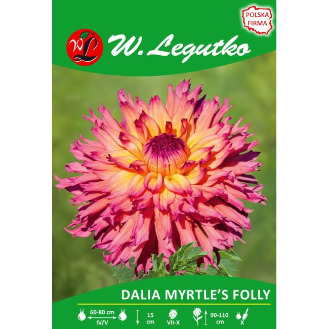 Dalia ogrodowa - Myrtle's Folly - strzępiasta wysoka - żółto-różowa - Cebule i Kłącza - W. Legutko