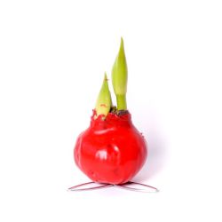 Amarylis - woskowany - czerwony - Cebule i Kłącza - W. Legutko