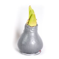 Amarylis - woskowany - srebrny - Cebule i Kłącza - W. Legutko