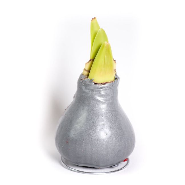 Amarylis - woskowany - srebrny - Cebule i Kłącza - W. Legutko