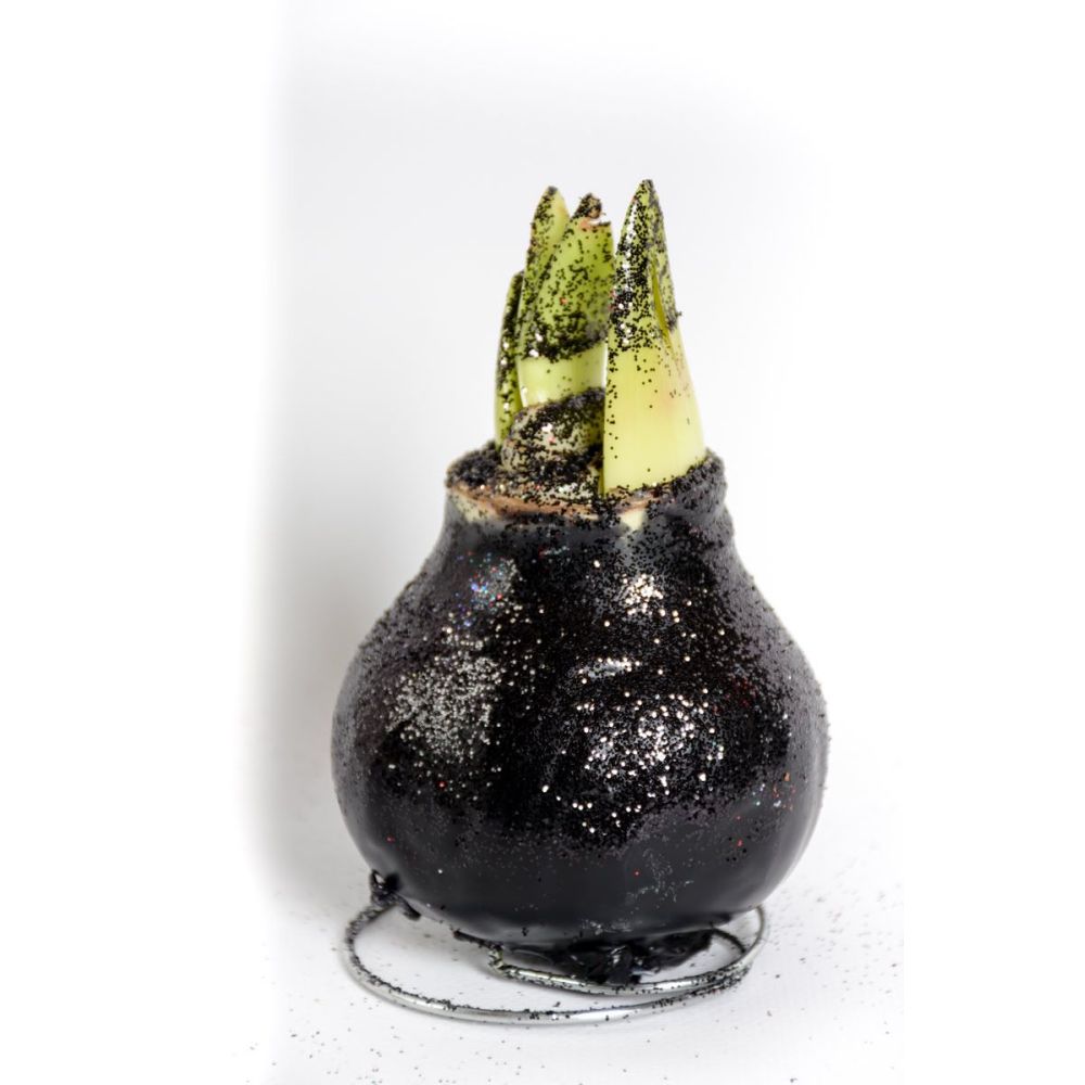 Amarylis woskowany czarny z brokatem