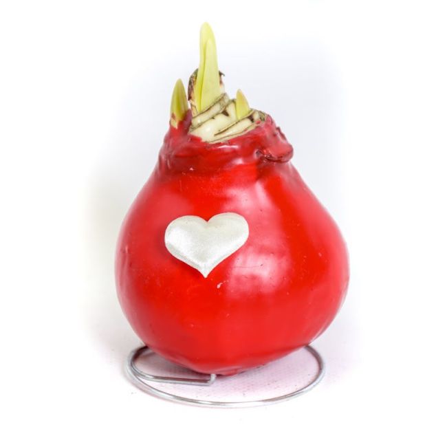 Amarylis woskowany Walentynkowy z sercem czerwony