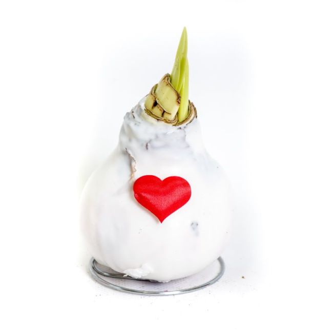 Amarylis woskowany Walentynkowy z sercem biały
