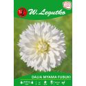 Dalia ogrodowa - Myama Fubuki - strzępiasta wysoka - biała - Cebule i Kłącza - W. Legutko