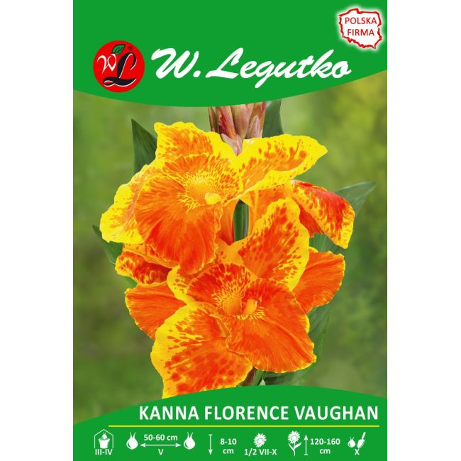 Kanna - Florence Vaughan - zielonolistna - czerwono-żółta - 1szt. - Cebule i Kłącza - W. Legutko