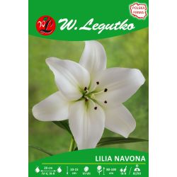 Lilia Navona biała 1szt. - Cebule i Kłącza - W. Legutko