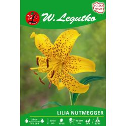 Lilia Nutmegger cytrynowa, nakrapiana 1szt. - Cebule i Kłącza - W. Legutko