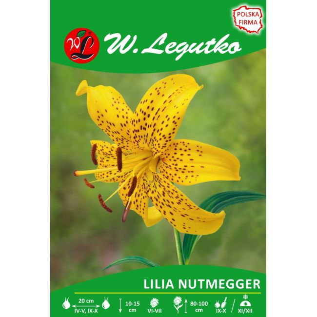 Lilia - Nutmegger - azjatycka - cytrynowa - 1szt. - Cebule i Kłącza - W. Legutko