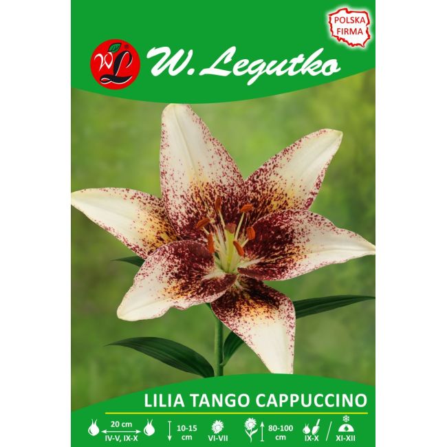 Lilia - Tango Cappuccino - azjatycka - kremowa - 1szt. - Cebule i Kłącza - W. Legutko