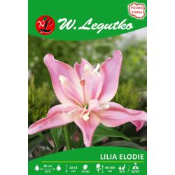 Lilia Elodie różowa 1szt. - Cebule i Kłącza - W. Legutko