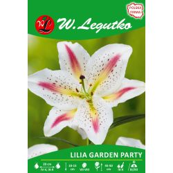 Lilia Garden Party żółto-biała 1szt. - Cebule i Kłącza - W. Legutko