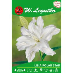 Lilia Polar Star biała 1szt. - Cebule i Kłącza - W. Legutko