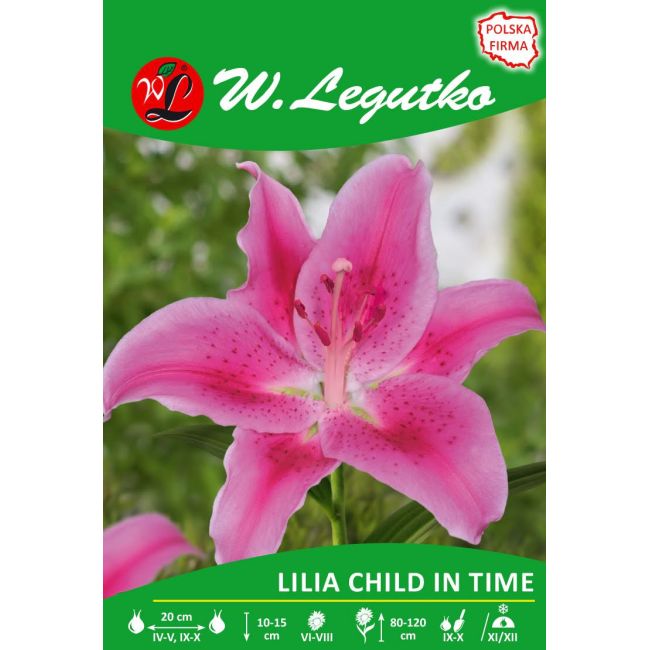 Lilia - Child in Time - AOA - różowa - 1szt. - Cebule i Kłącza - W. Legutko