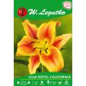 Lilia - Hotel California - AOA - miodowa - 1szt. - Cebule i Kłącza - W. Legutko