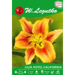Lilia Hotel California miodowa 1szt. - Cebule i Kłącza - W. Legutko