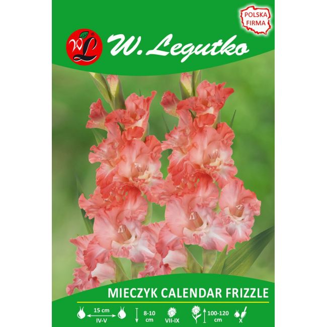 Mieczyk - Calendar Frizzle - wielokwiatowy - łososiowy - 5szt. - Cebule i Kłącza - W. Legutko