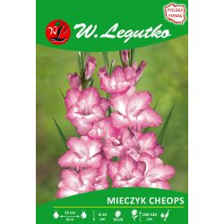 Mieczyk Cheops różowo-biały 5szt. - Cebule i Kłącza - W. Legutko