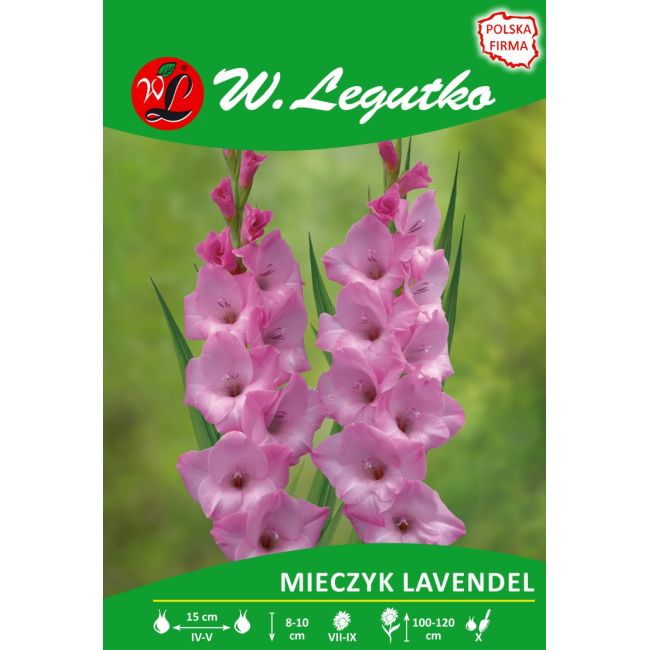 Mieczyk - Lavendel - wielokwiatowy - lawendowy - 5szt. - Cebule i Kłącza - W. Legutko