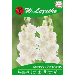 Mieczyk Octopus biały 5szt. - Cebule i Kłącza - W. Legutko